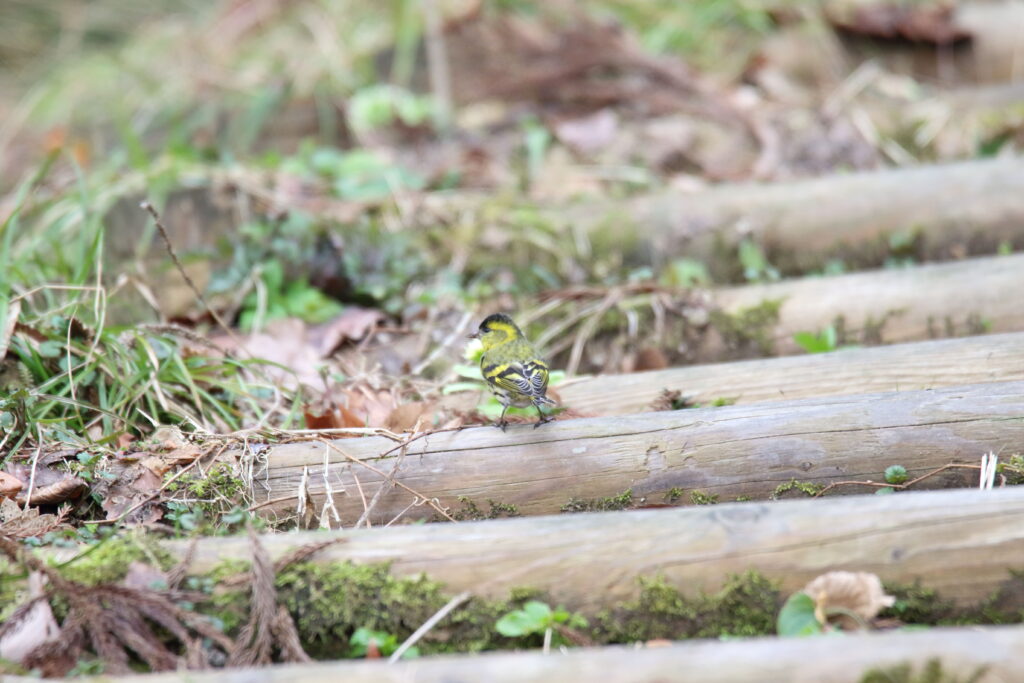 野鳥写真マヒワ