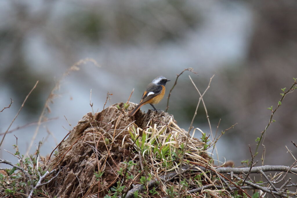 野鳥写真ジョウビタキ