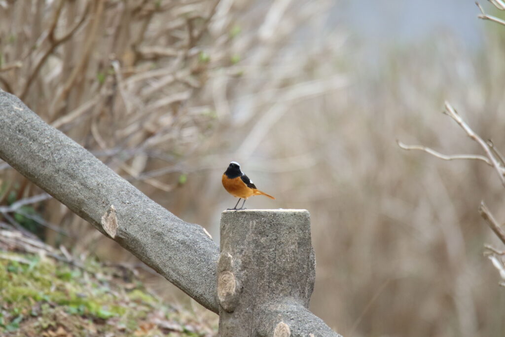 野鳥写真ジョウビタキ