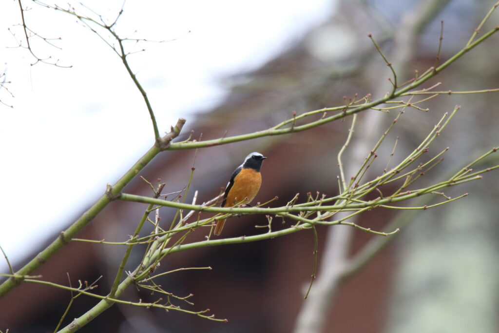 野鳥写真ジョウビタキ