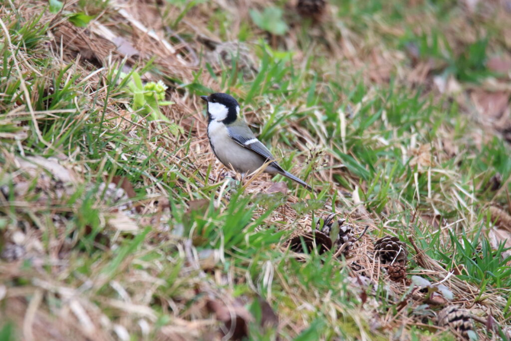 野鳥写真シジュウカラ