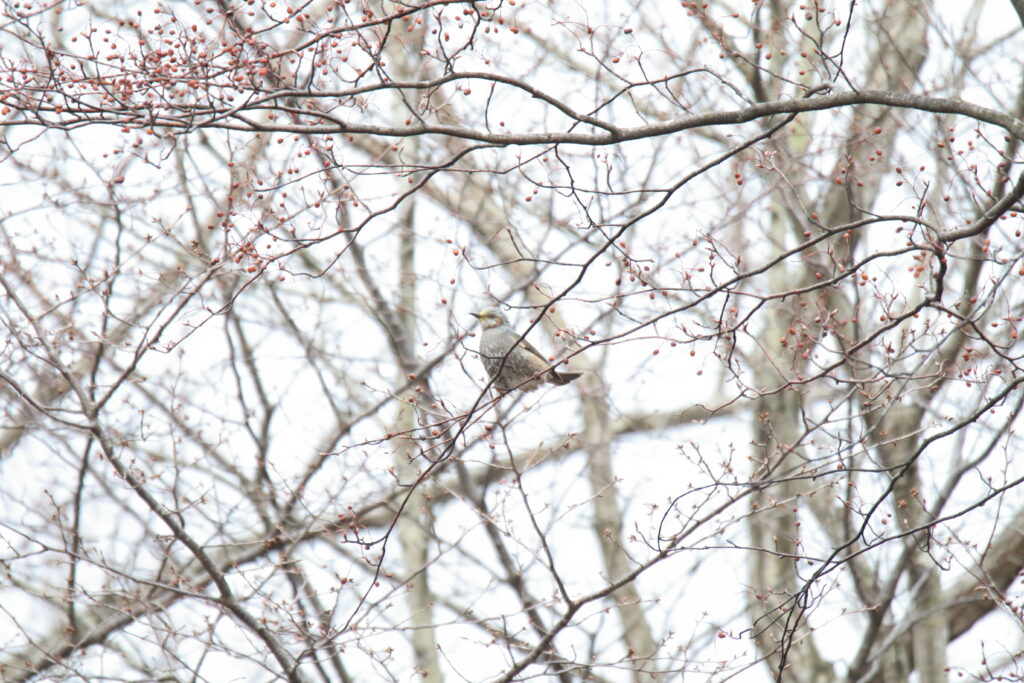 野鳥写真ヒヨドリ