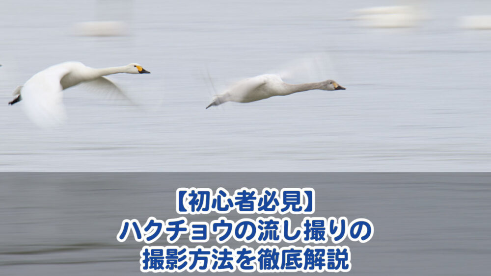 【初心者必見】ハクチョウの流し撮りの撮影方法を徹底解説