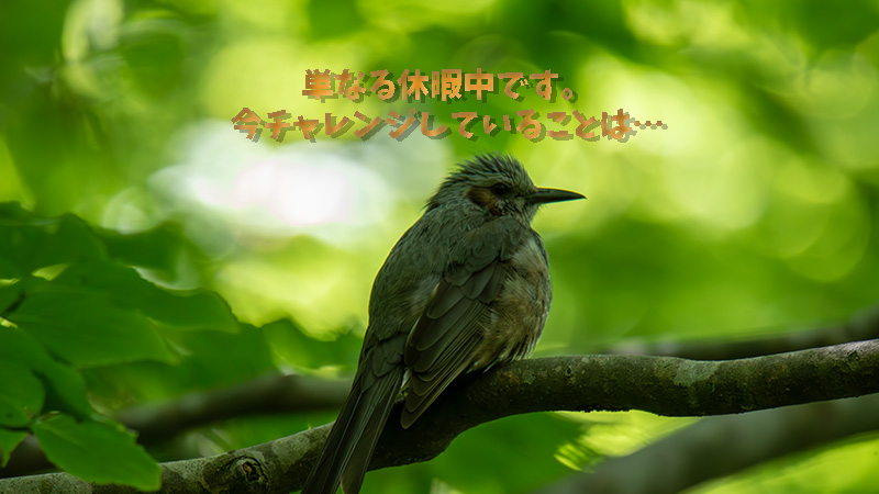 【悲報】趣味の野鳥撮影を休暇します 